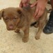 CACHORRITA DE LABRADOR EN ADOPCION